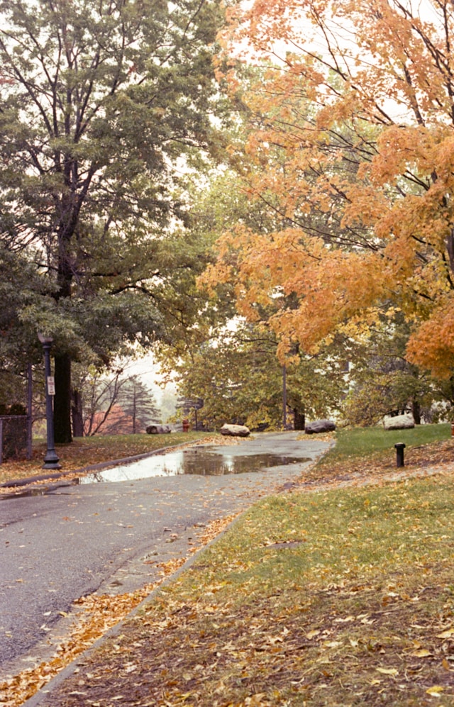 feuilles dans le parc